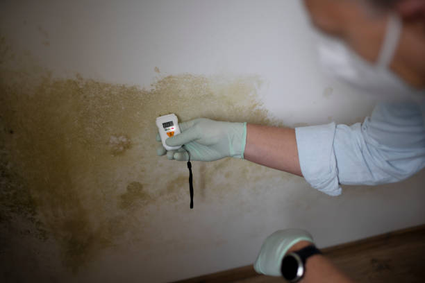 Best Residential Mold Remediation in New Bedford, PA