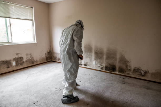 Best DIY Mold Remediation Support Services in New Bedford, PA